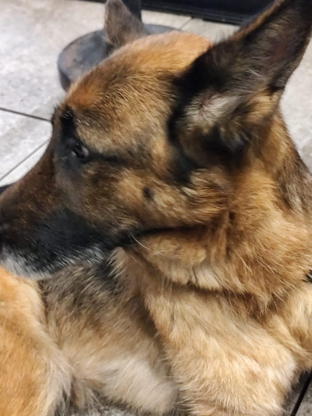 In sella alla bici elettrica trascina per 6 chilometri il cane: denunciato