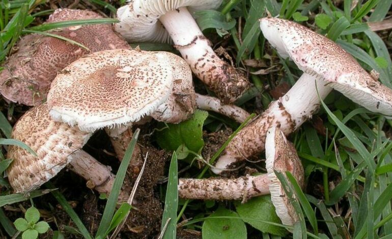 Intossicazione da funghi velenosi, 25 casi in 5 giorni al Centro Antiveleni del Cardarelli