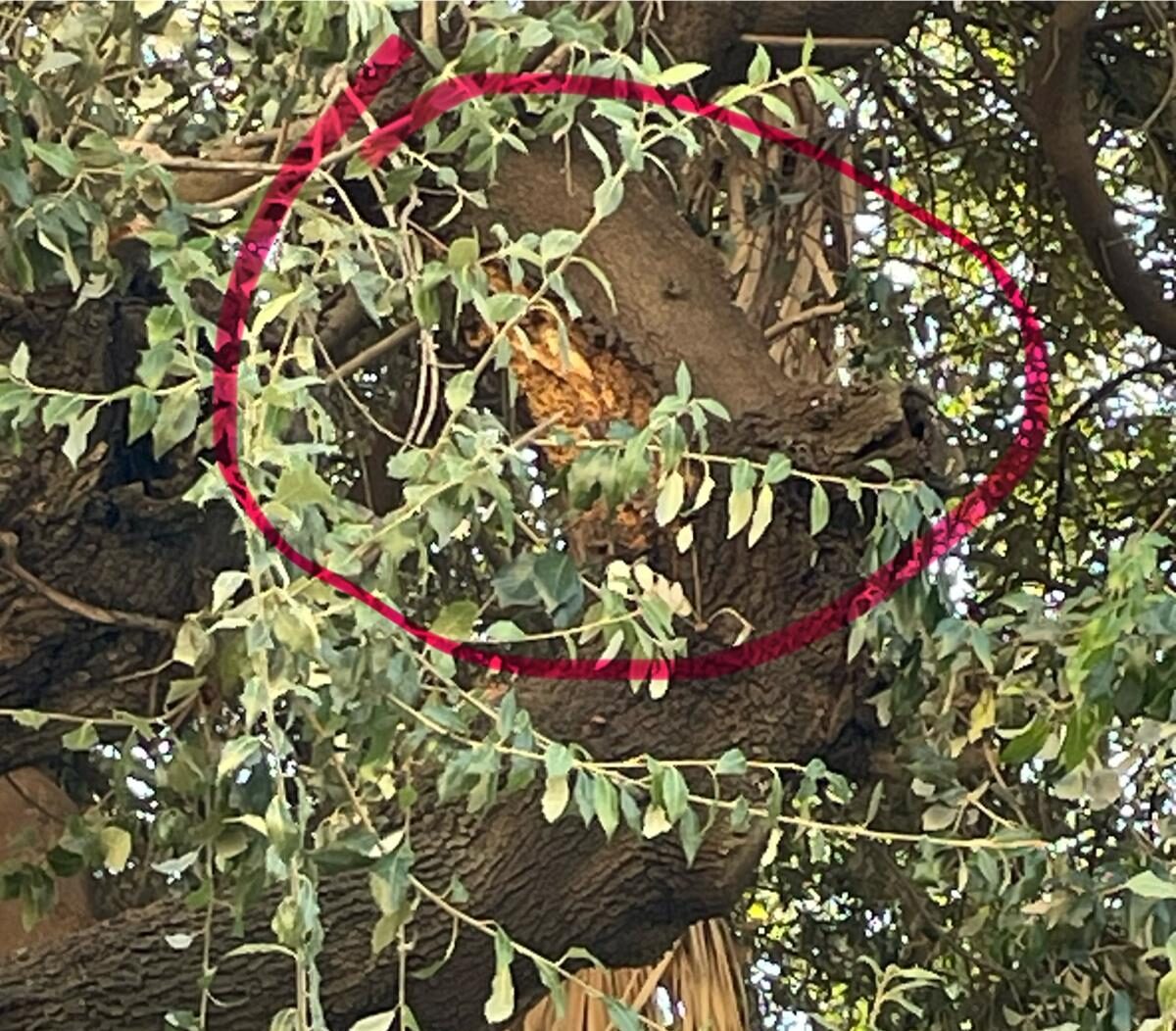 Alberi abbattuti in centro a Pozzuoli, assessore all’Ambiente spegne le polemiche «Erano malati e pericolosi» – LE FOTO