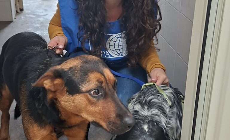 POZZUOLI/ Accalappiati per errore, due cani cercano casa per non finire in un canile