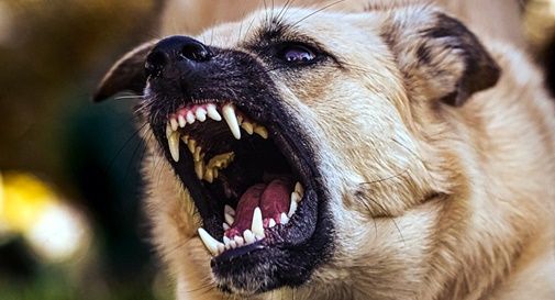 POZZUOLI/ Paura a Monterusciello: cane scappa dal padrone e sbrana un gattino