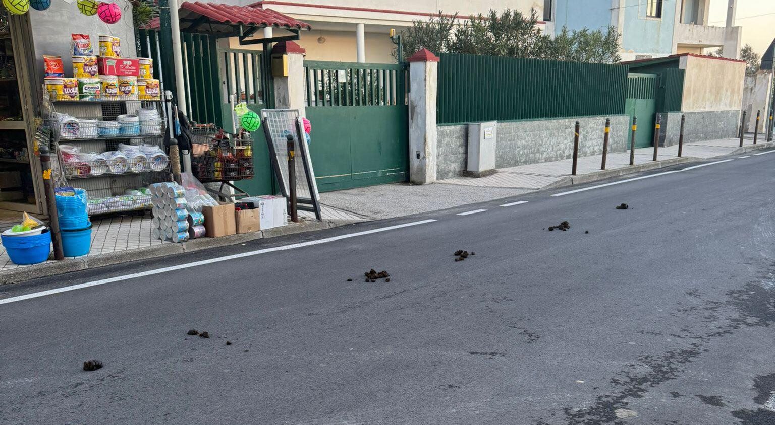 POZZUOLI/ A Licola mare strada invasa da escrementi di cavalli, insorgono residenti e commercianti
