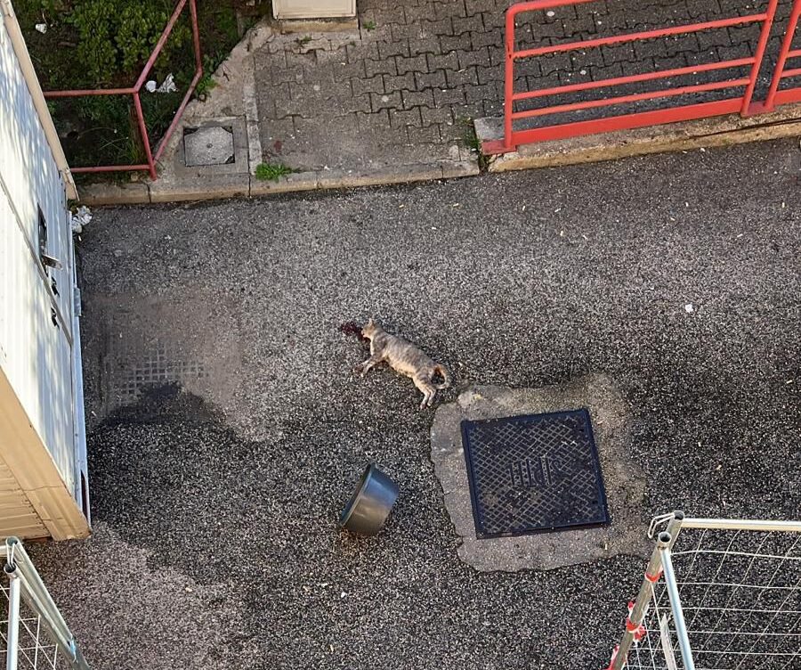 POZZUOLI/ Due pitbull attaccano colonia felina e sbranano un gatto