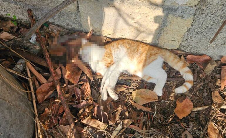 POZZUOLI/ Tre gatti avvelenati a Monterusso «Trovati in preda alle crisi, è stato terribile»