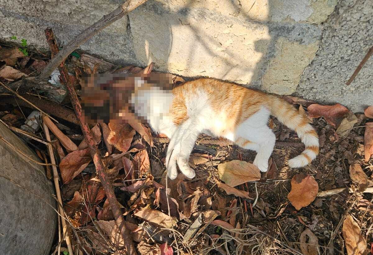 POZZUOLI/ Tre gatti avvelenati a Monterusso «Trovati in preda alle crisi, è stato terribile»