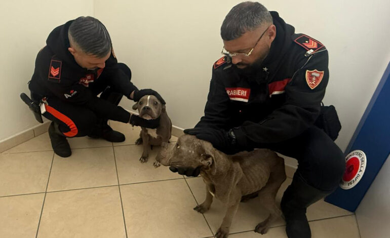 Cani maltrattati salvati dai carabinieri