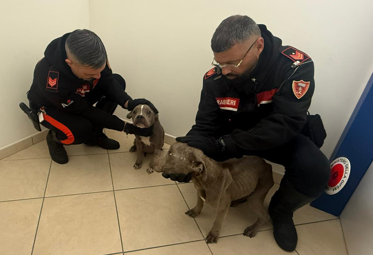 Cani maltrattati salvati dai carabinieri