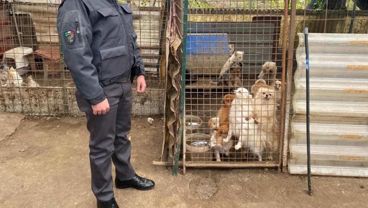 Scoperto lager di cani: sequestrati 43 esemplari di piccola razza