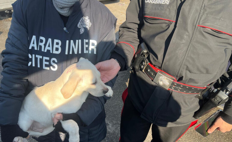 Alto impatto dei carabinieri nel campo rom: sequestri e denunce. Salvati anche cinque cani