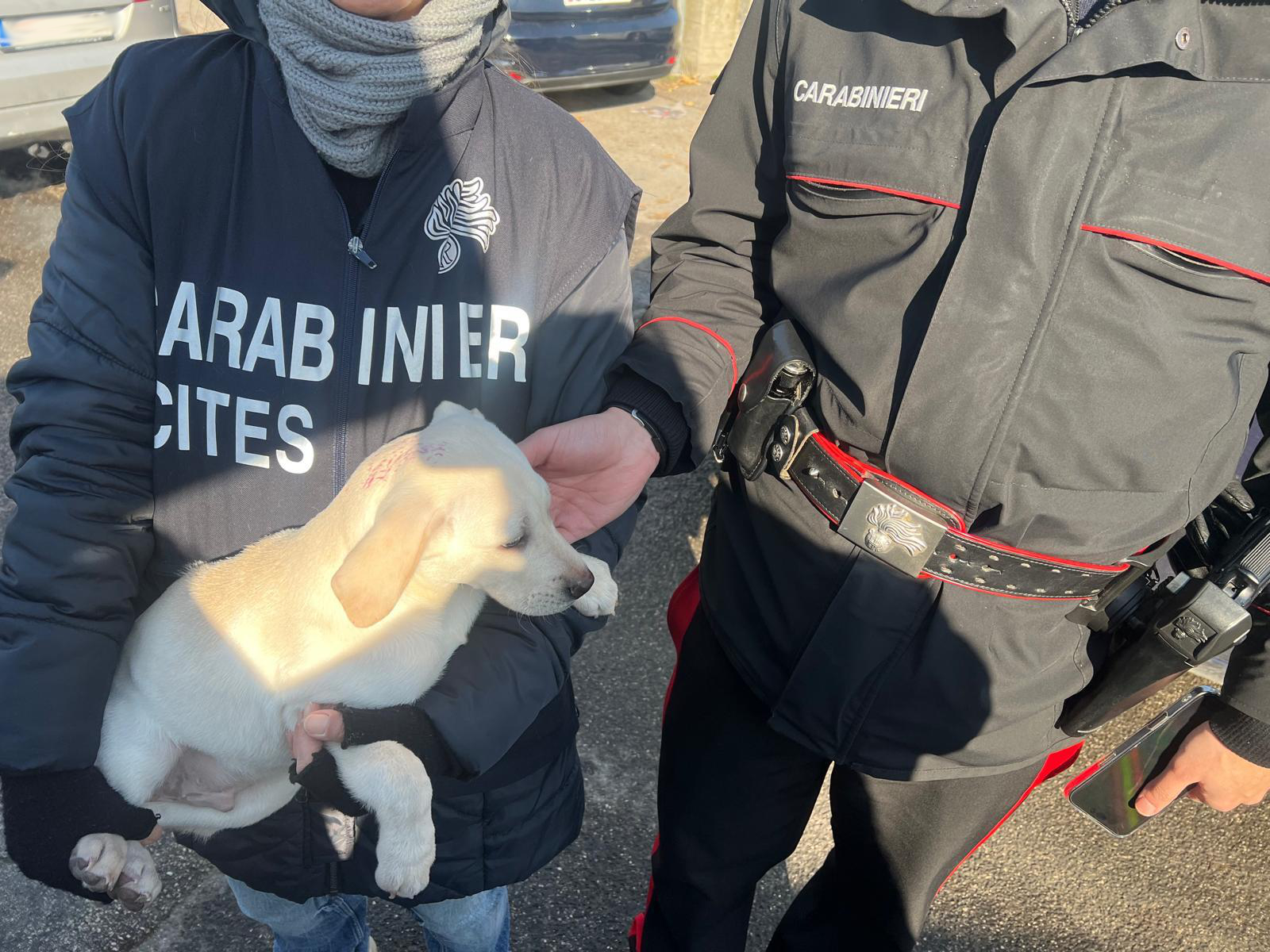 Alto impatto dei carabinieri nel campo rom: sequestri e denunce. Salvati anche cinque cani