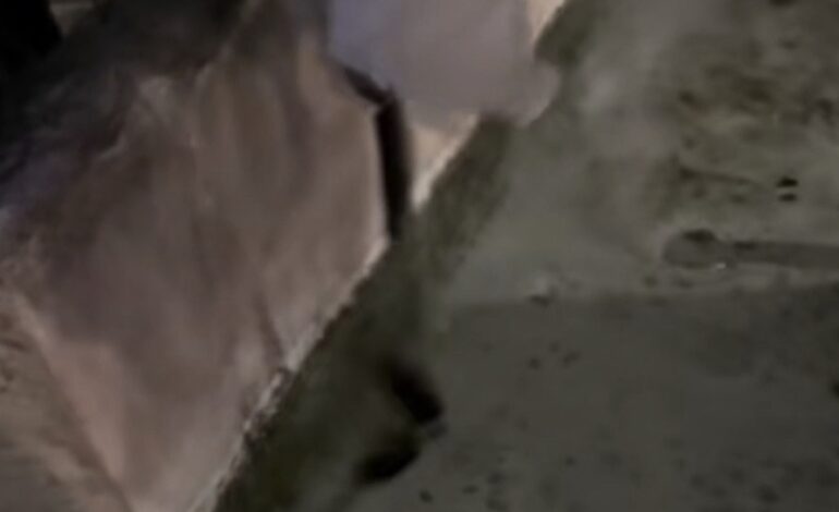 POZZUOLI/ Gettano capitoni nella fontana dei “quattro cannelli”