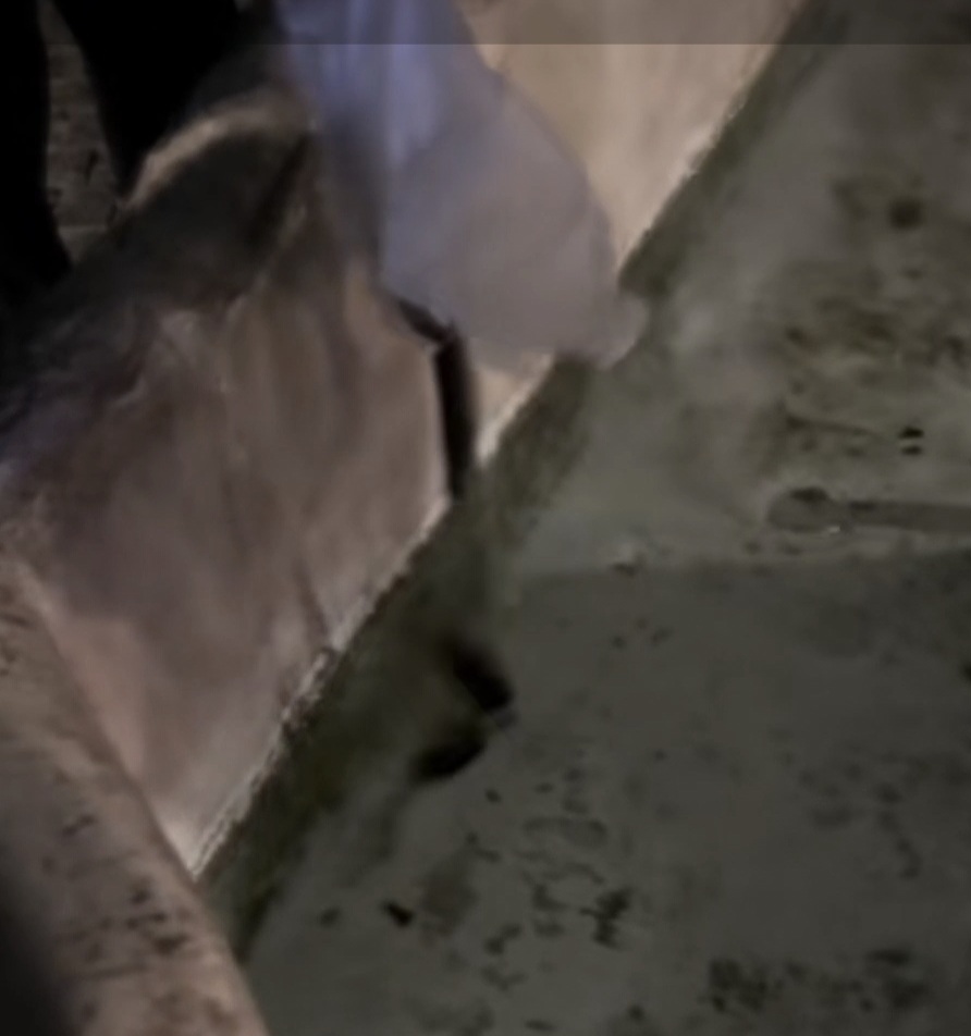 POZZUOLI/ Gettano capitoni nella fontana dei “quattro cannelli”