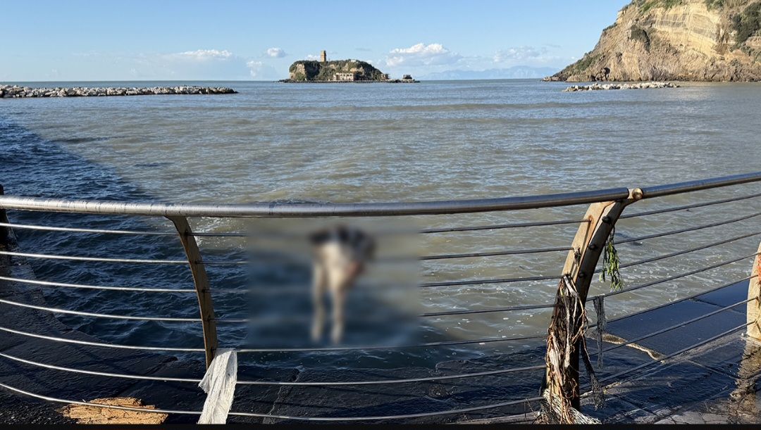 Orrore a Monte di Procida: gatto senza testa appeso a una ringhiera