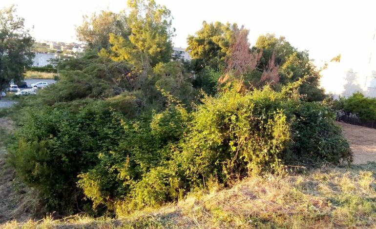 I LETTORI SEGNALANO/ “Albero abbattuto e lasciato a terra a Monterusciello”