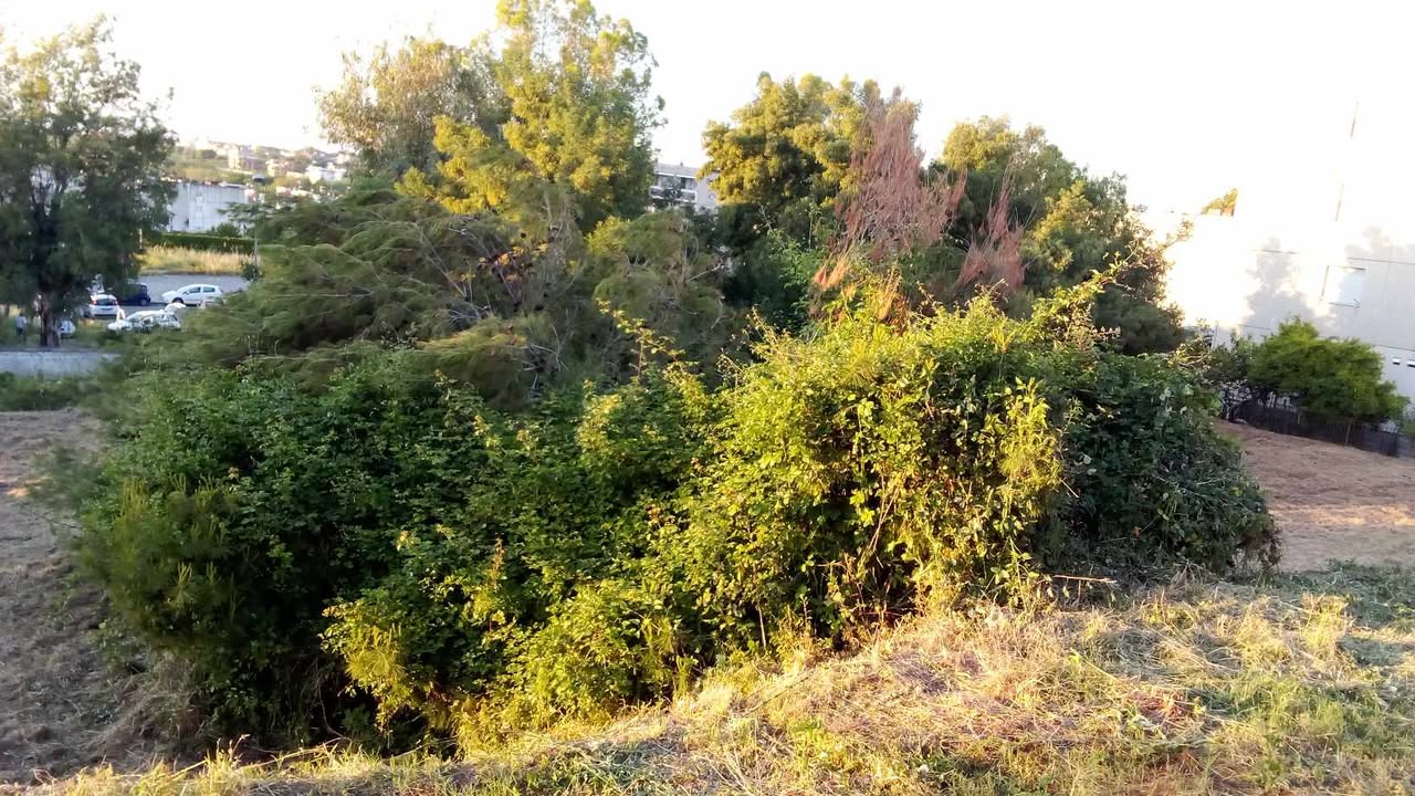 I LETTORI SEGNALANO/ “Albero abbattuto e lasciato a terra a Monterusciello”