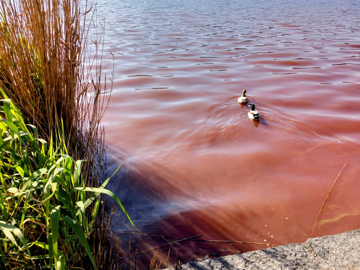 POZZUOLI/ Il Lago d’Averno si tinge nuovamente di rosso – LE FOTO