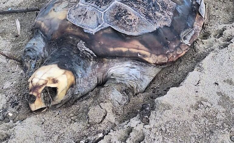 Tartarura Caretta caretta trovata morta sulla spiaggia di Licola