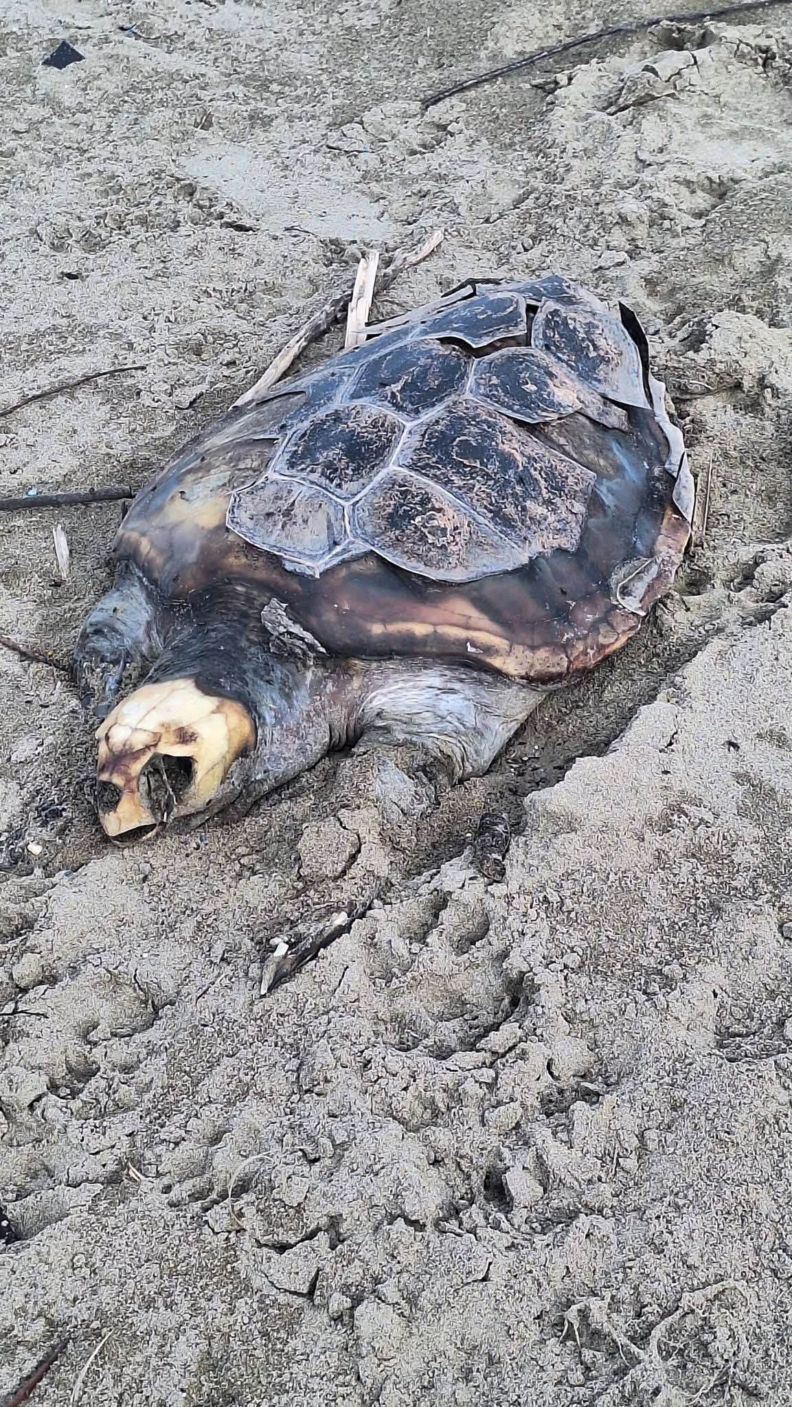 Tartarura Caretta caretta trovata morta sulla spiaggia di Licola
