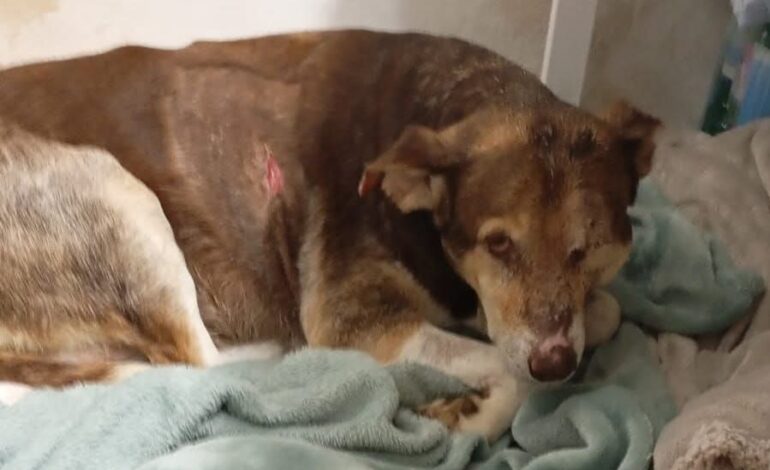 Cane massacrato a Bacoli, appello dei volontari “Chi sa parli. Basta omertà”