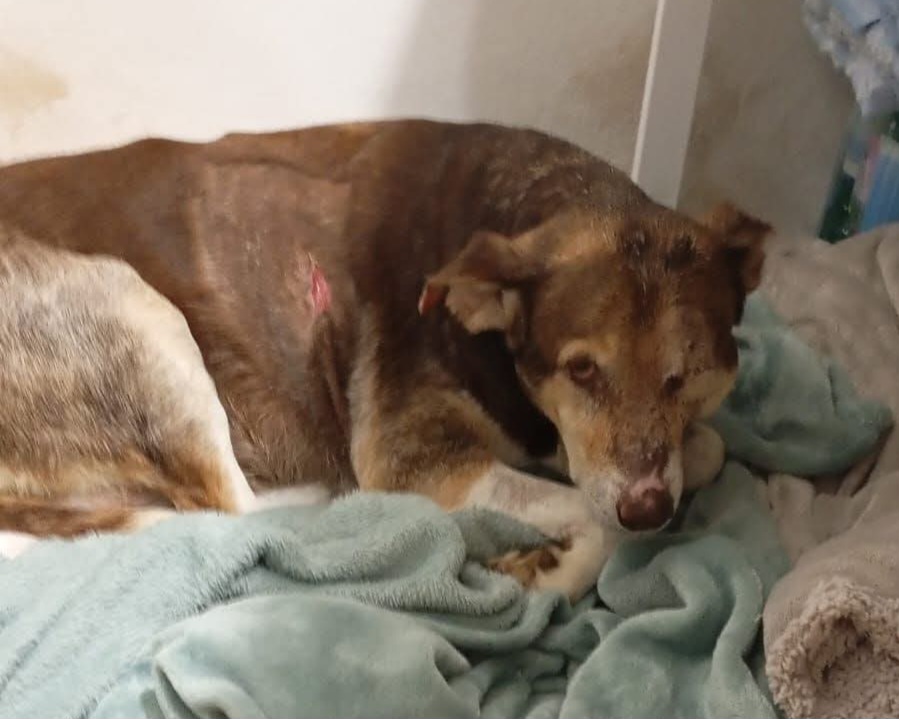 Cane massacrato a Bacoli, appello dei volontari “Chi sa parli. Basta omertà”