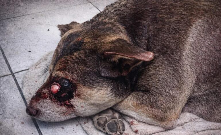 Cane torturato, a Bacoli manifestazione con Francesco Borrelli e l’animalista Enrico Rizzi