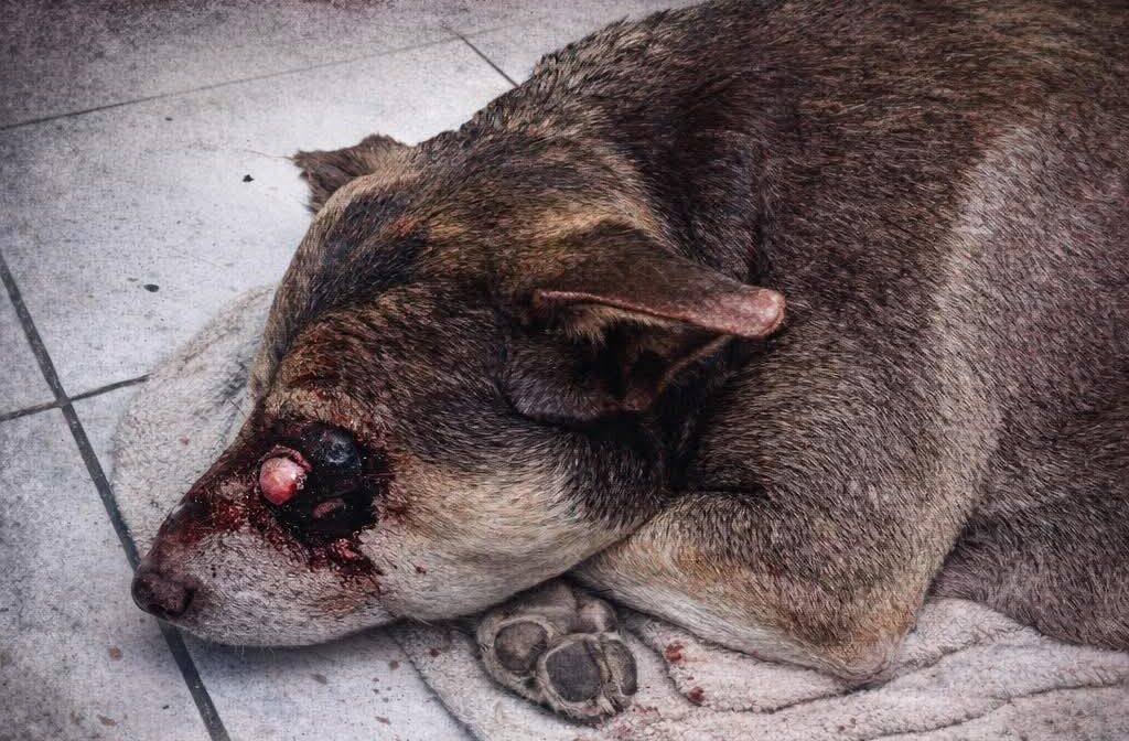 Cane torturato, a Bacoli manifestazione con Francesco Borrelli e l’animalista Enrico Rizzi