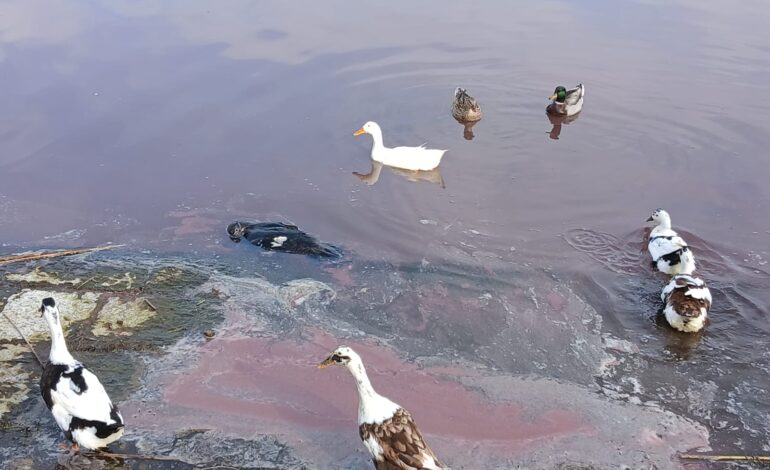 Lago d’Averno rosso, spuntano animali morti in acqua