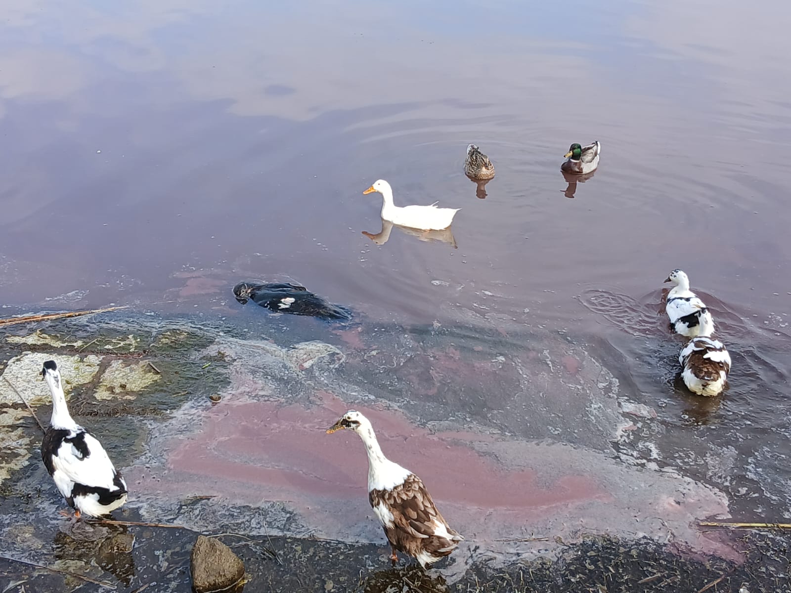 Lago d’Averno rosso, spuntano animali morti in acqua