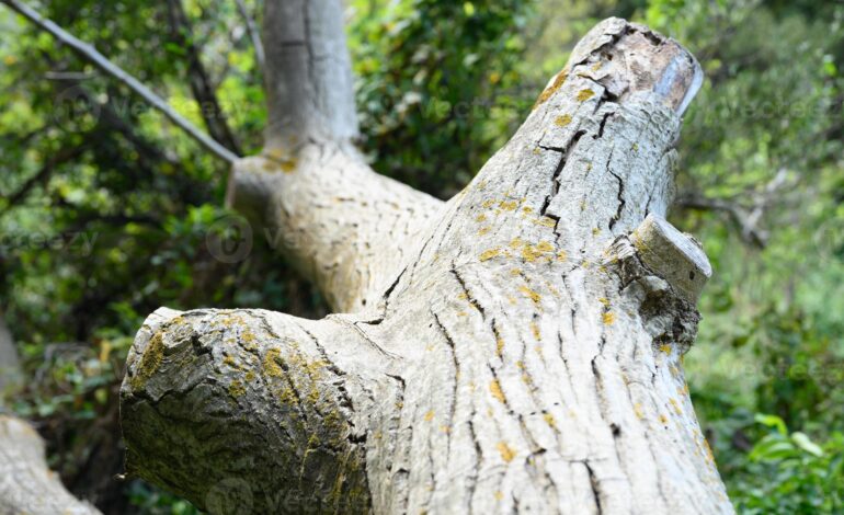 Tragedia a Quarto: anziano muore schiacciato da un albero