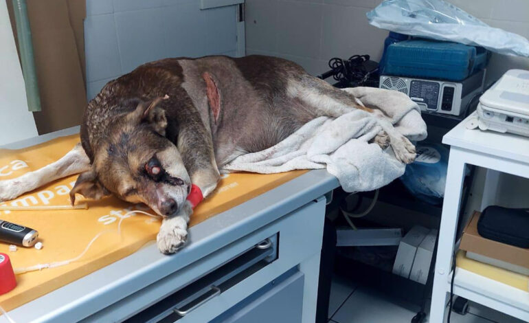 Orrore a Bacoli: cane legato, picchiato e ridotto in fin di vita