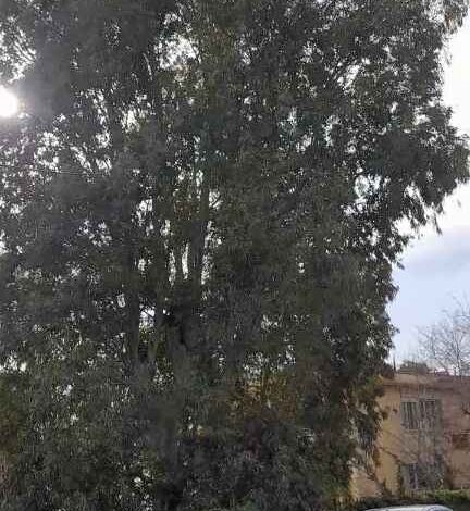 «Anche ad Arco Felice il comune di Pozzuoli non si prende cura del verde»