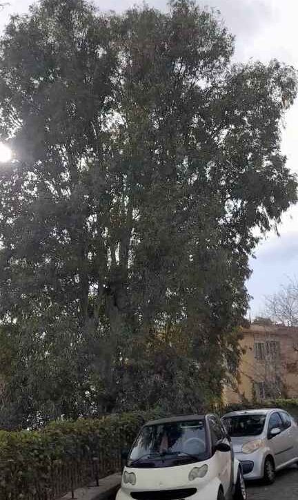«Anche ad Arco Felice il comune di Pozzuoli non si prende cura del verde»
