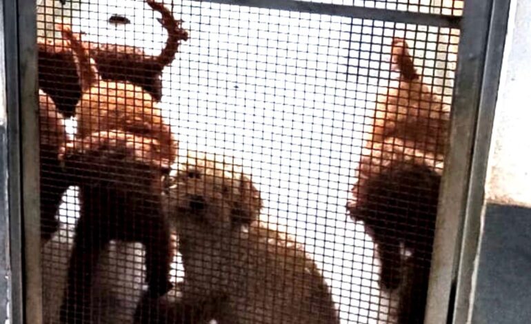 Blitz dei carabinieri, scoperto canile lager: 26 barboncini tenuti in solaio
