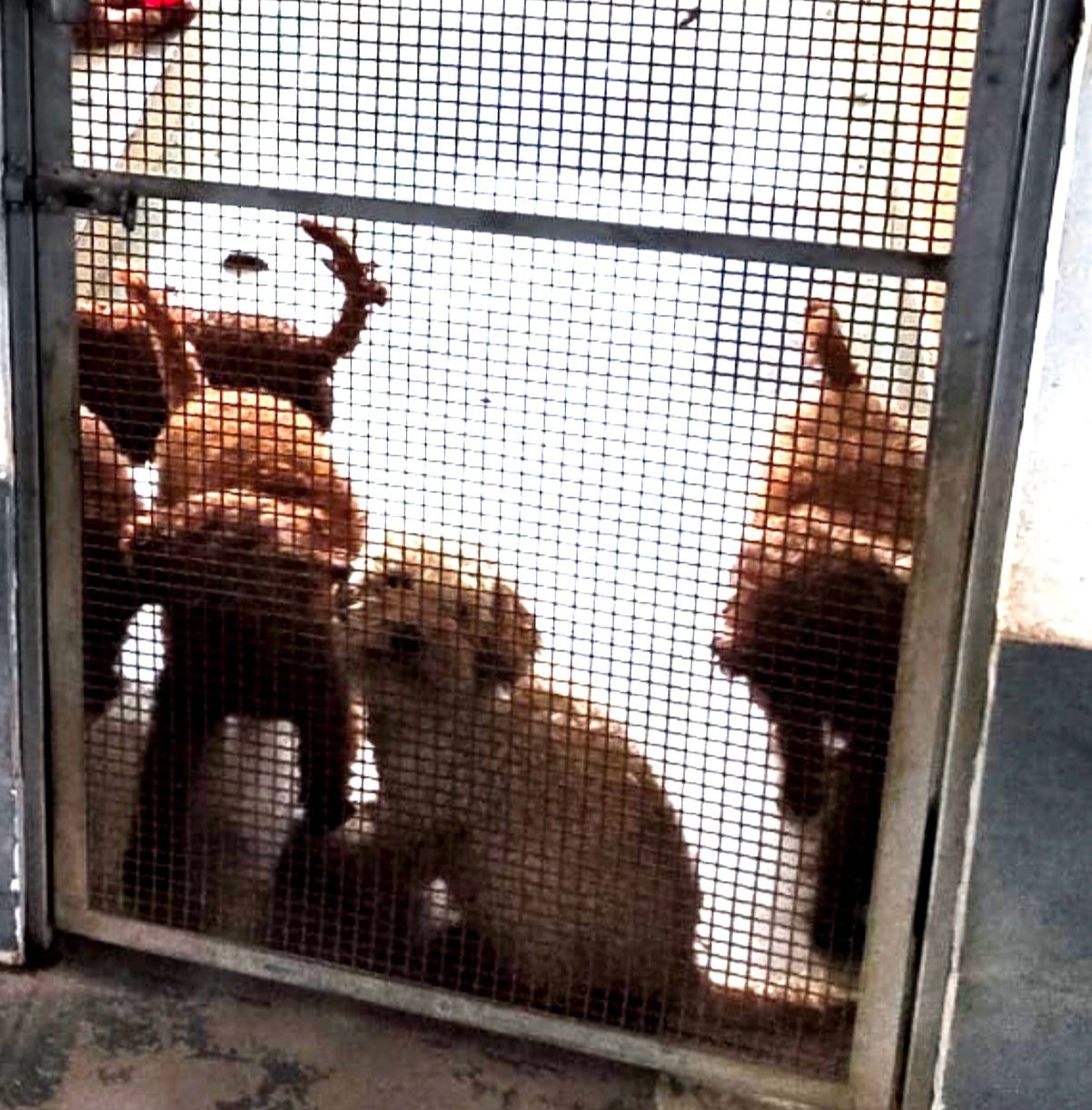 Blitz dei carabinieri, scoperto canile lager: 26 barboncini tenuti in solaio