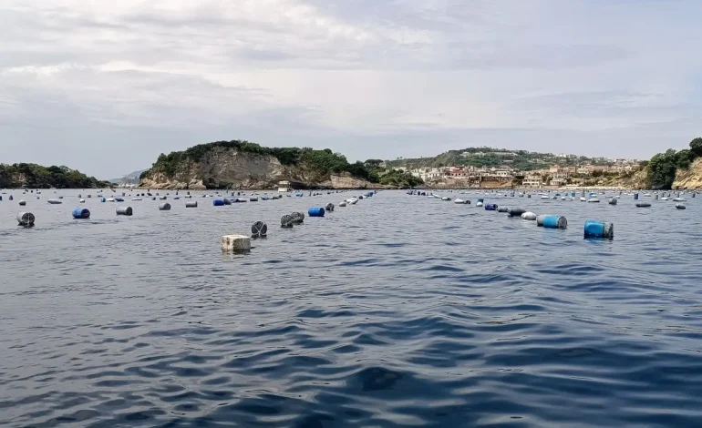 Focolaio di Epatite A, positività anche nei mitili di Bacoli e Varcaturo