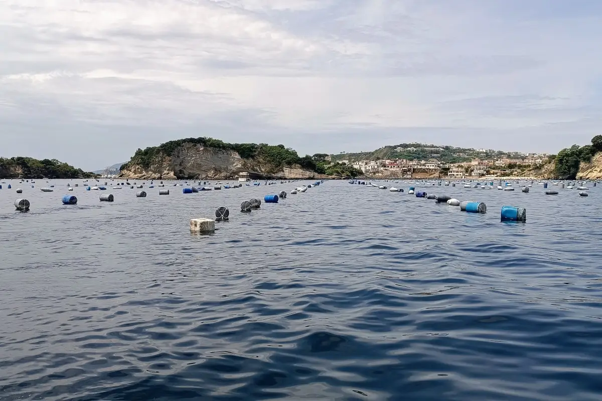 Focolaio di Epatite A, positività anche nei mitili di Bacoli e Varcaturo