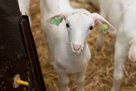 Vietata l’esposizione di capretti