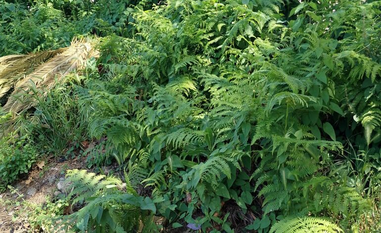 POZZUOLI/ «Erba alta, topi e rifiuti: Monterusciello quartiere dimenticato»