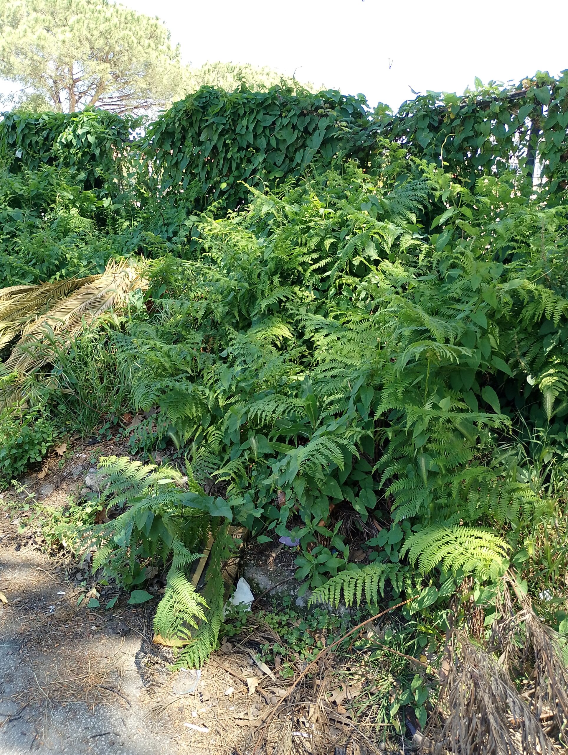 POZZUOLI/ «Erba alta, topi e rifiuti: Monterusciello quartiere dimenticato»