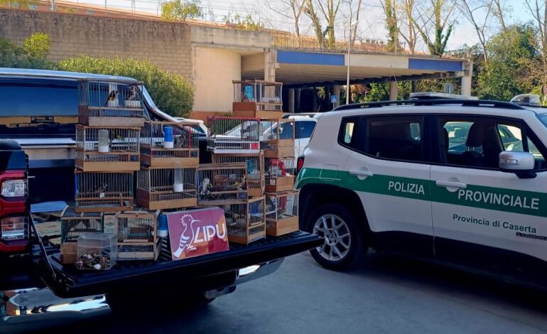 Sequestrati oltre 200 volatili detenuti illegalmente: denunciata una donna