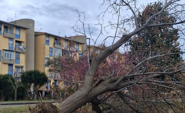 POZZUOLI/ Forte vento, crolla albero al Rione Toiano