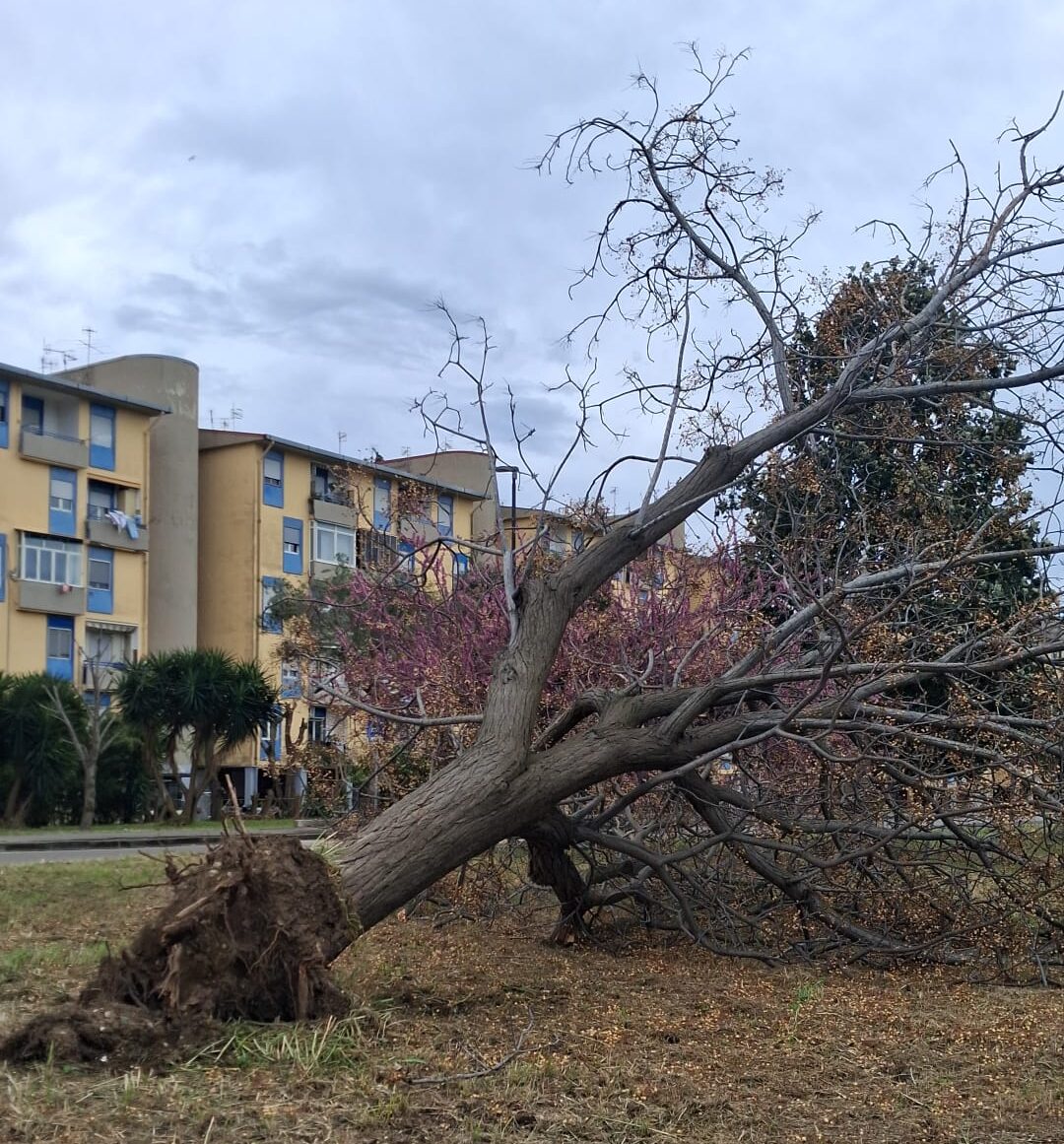 POZZUOLI/ Forte vento, crolla albero al Rione Toiano