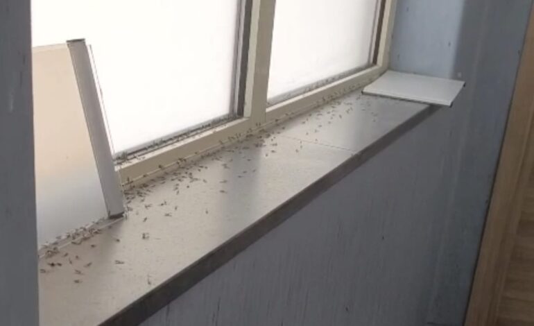 POZZUOLI/ Sporcizia e insetti al distretto dell’Asl Napoli 2 Nord