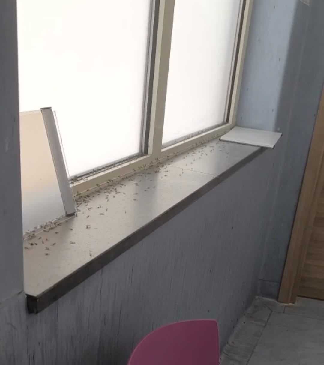 POZZUOLI/ Sporcizia e insetti al distretto dell’Asl Napoli 2 Nord