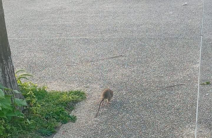 «Erbacce e topi: ecco l’incuria in cui versa Pozzuoli»