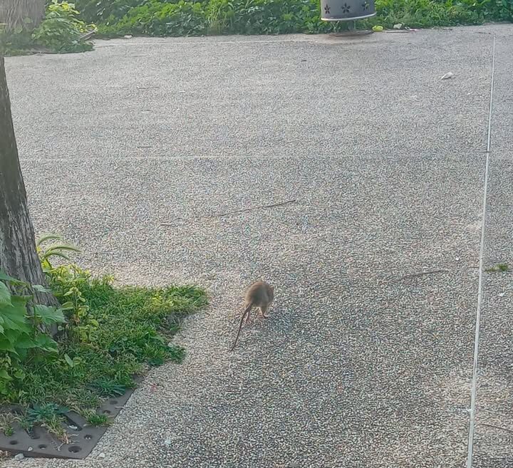«Erbacce e topi: ecco l’incuria in cui versa Pozzuoli»
