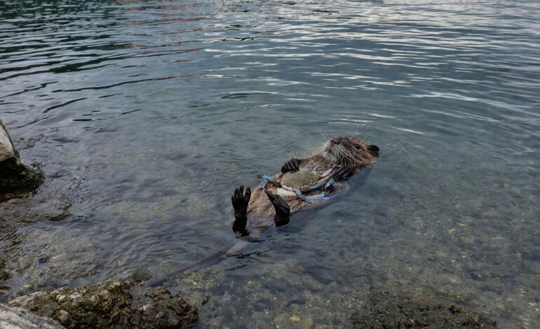 Nutria distesa in acqua mentre culla un granchio blu: la suggestiva immagine che arriva dal litorale domitio