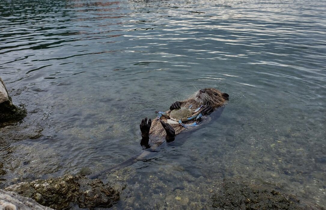 Nutria distesa in acqua mentre culla un granchio blu: la suggestiva immagine che arriva dal litorale domitio