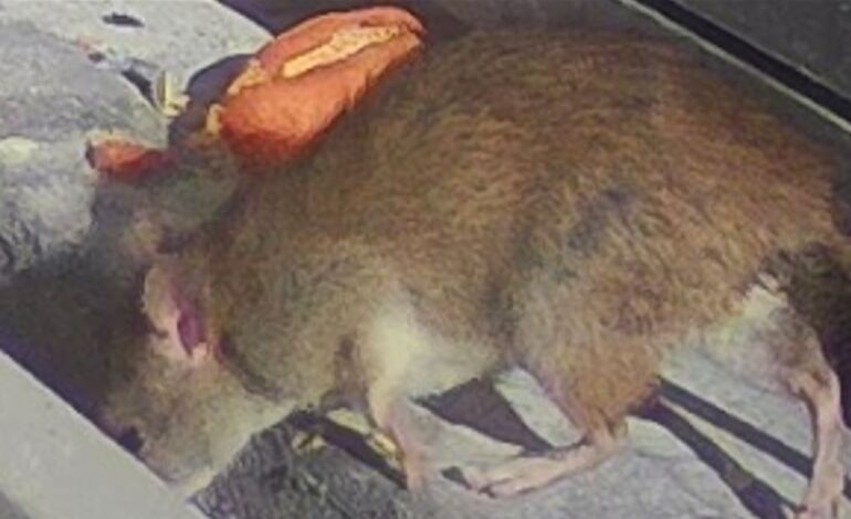 «Topi e serpenti nei pressi delle abitazioni a Bacoli. Nessuno ci ascolta»