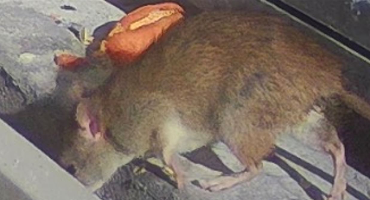 «Topi e serpenti nei pressi delle abitazioni a Bacoli. Nessuno ci ascolta»